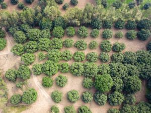 Native Neem for test